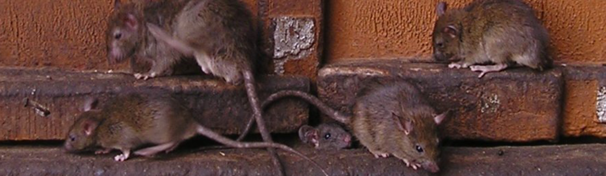 Celoplošná deratizace – pohroma pro potkaní populaci